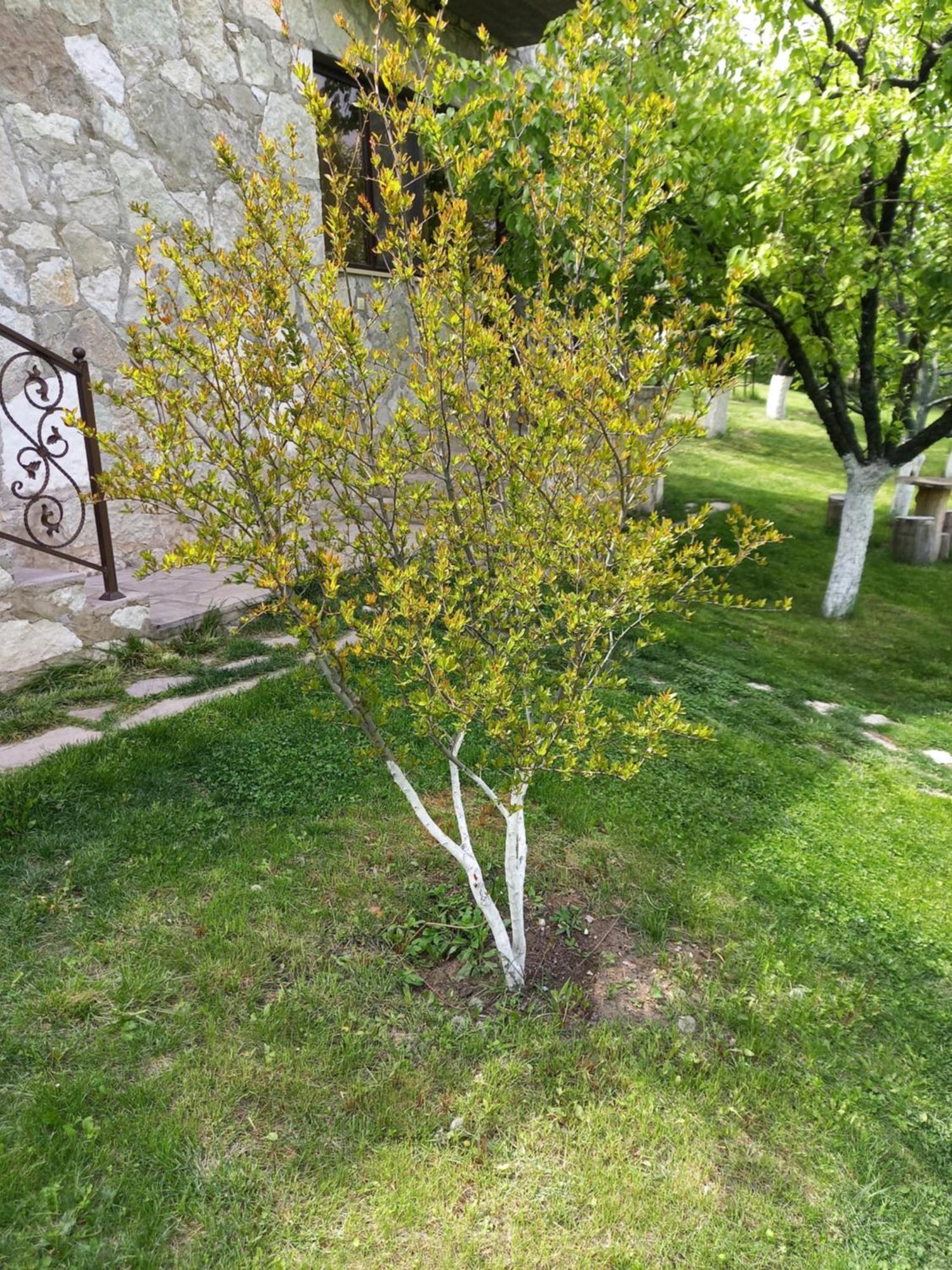 Guest House Ijevan'S Garden المظهر الخارجي الصورة